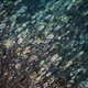 Image: ARC Centre of Excellence for Coral Reef Studies.